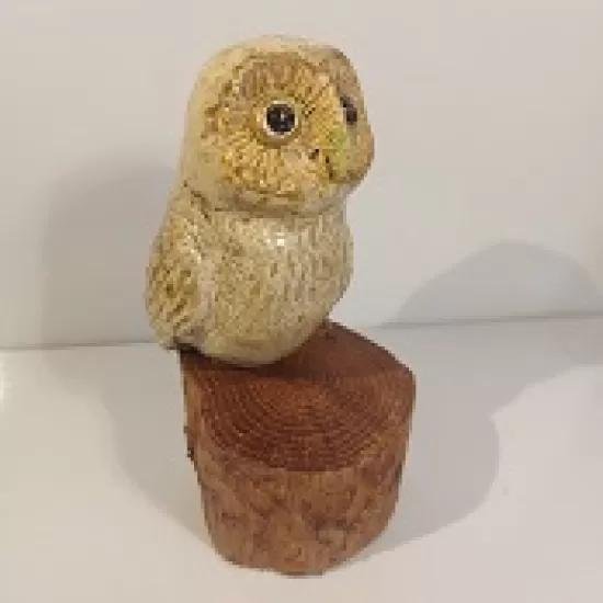 Small Owl on Oak