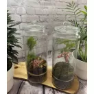 Tall Jar Terrarium
