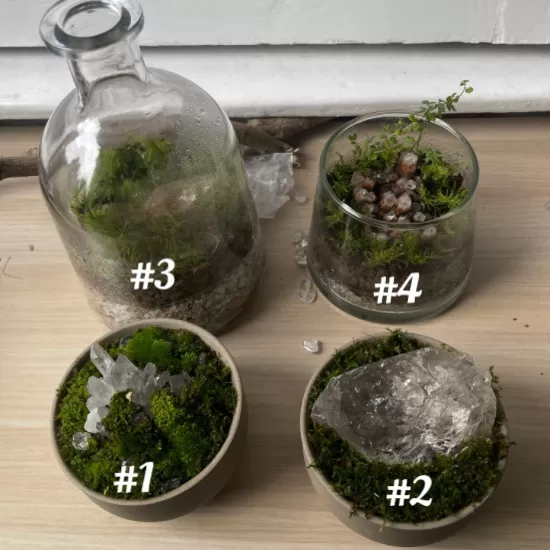 Aura Purifier - Genuine Clear Quartz and Real Moss Garden Micro Terrarium